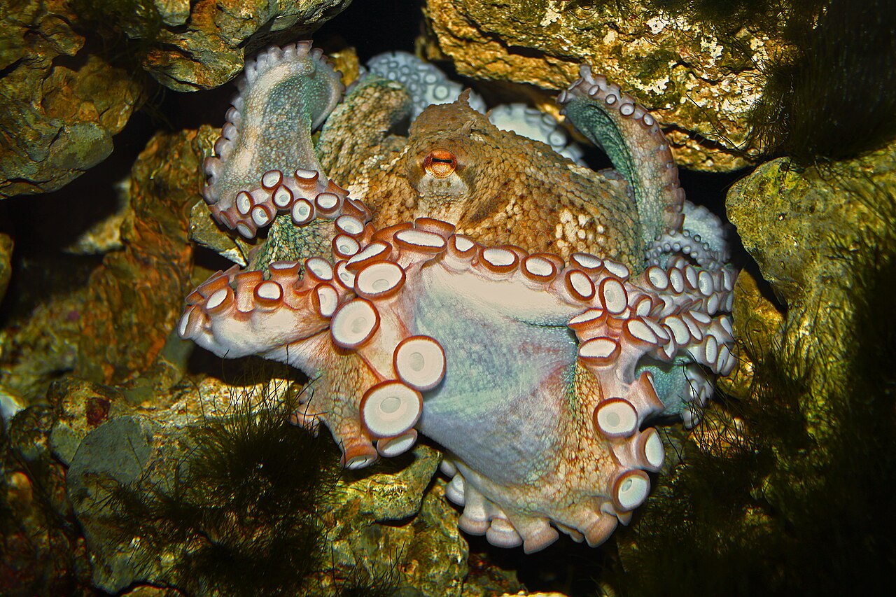 An octopus nestled among rocks in its natural habitat, displaying its textured skin and tentacles with suckers.
