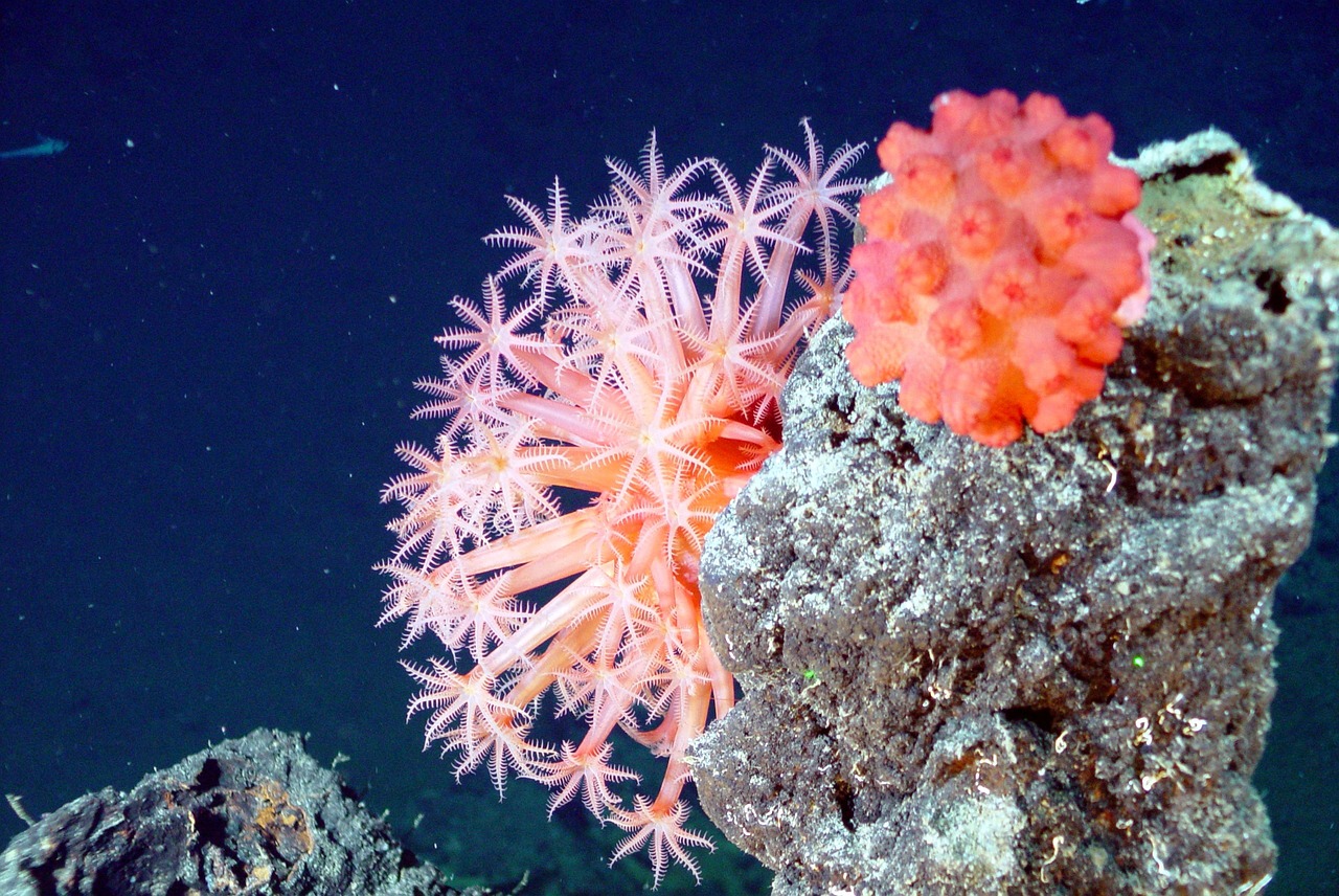 A close-up of a delicate, star-shaped pink coral organism attached to a dark rock underwater.