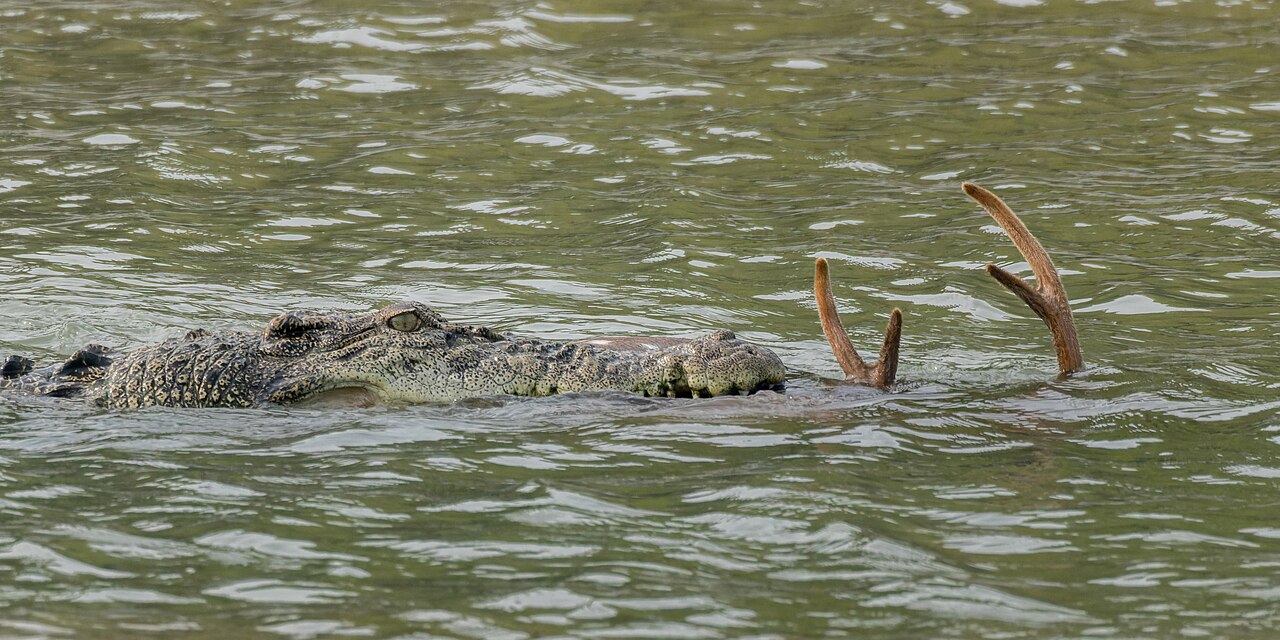 A crocodile swimming in a river with its head partially above water, near the antlers of a submerged deer.