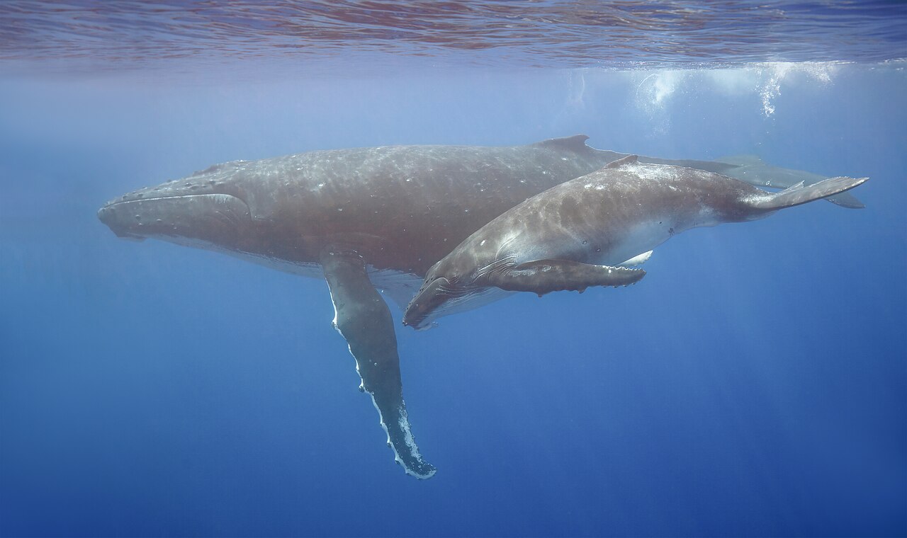 An underwater photograph of a humpback whale mother swimming alongside her calf in clear blue water.