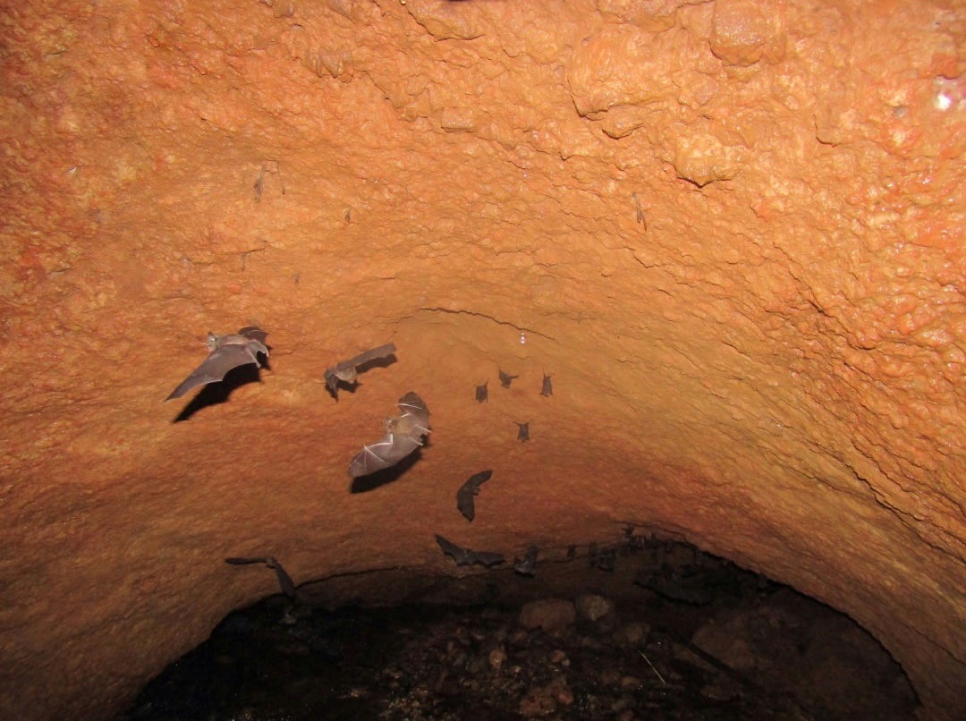 Several bats flying and roosting inside a natural cave with rough, orange-colored rock walls.