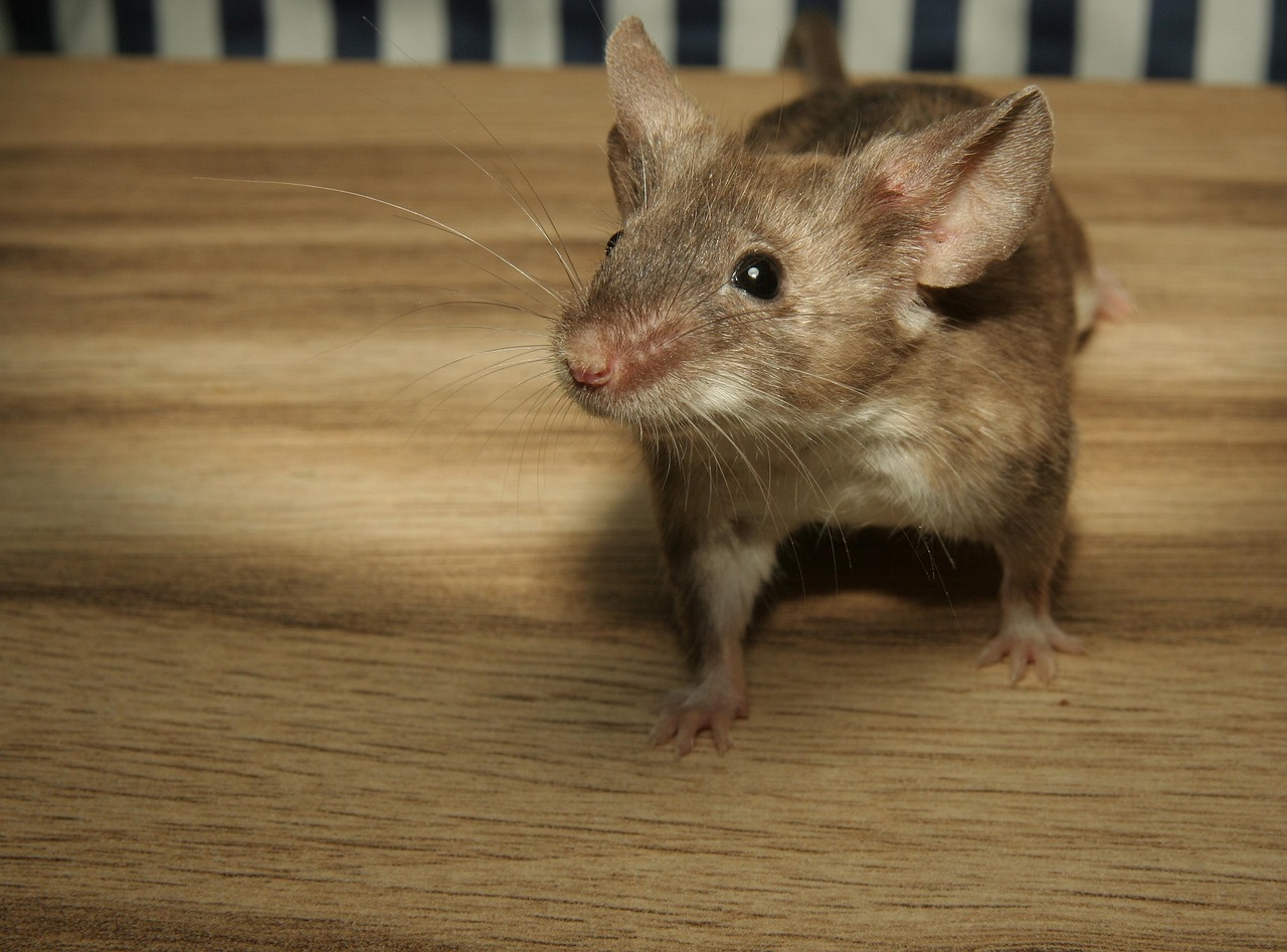 A small brown mouse standing on a wooden surface.